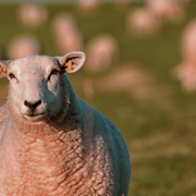 Schafe auf der Weide; Bild: Michael Schnell